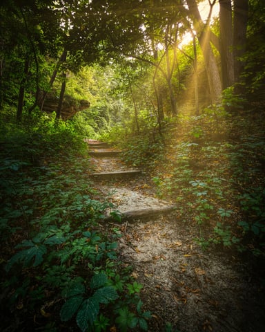 Sunlit forest path with stone steps and golden rays through the trees