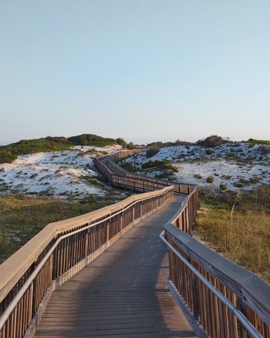 Sea oats on white sand dunes beside the Gulf