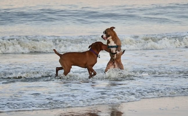 Dogs playing on the beach